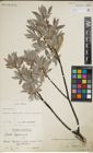 Foto von Salix lapponum L.